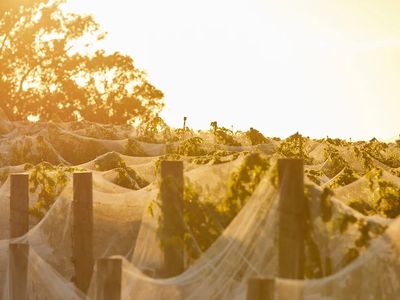 thriving-wine-tour-business-low-hours-growth-potential-price-reduced-6