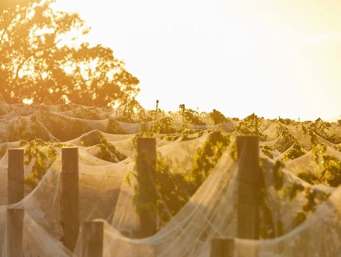 thriving-wine-tour-business-low-hours-growth-potential-price-reduced-6