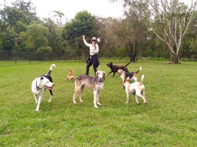 dog-walking-doggy-daycare-in-brisbane-business-opportunity-4