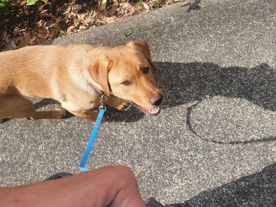 dog-walking-day-care-dog-training-business-in-brisbane-business-opportunity-8