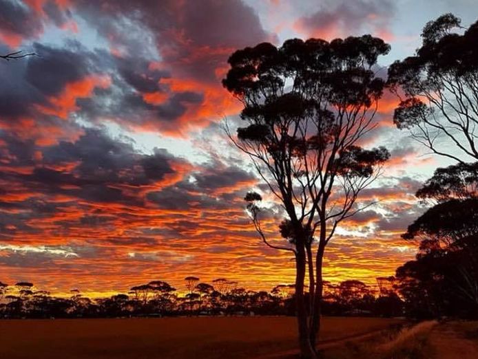 mingenew-springs-caravan-park-0