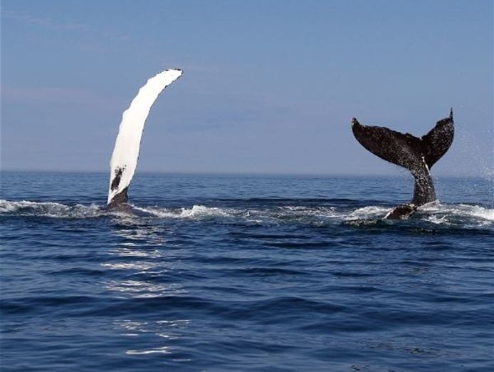 tourism-amp-lifestyle-publishing-newcastle-2