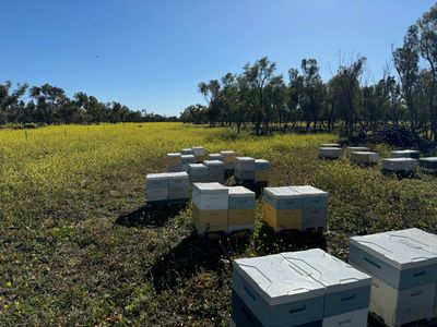 honey-and-pollination-contractor-beekeeping-with-full-mentoring-2