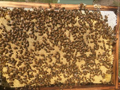 honey-and-pollination-contractor-beekeeping-with-full-mentoring-4