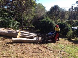 Tree removal business w/ admin/operations manager - perfect for Cert 3 Arborist