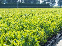 Wholesale Production Nursery - Great lifestyle - Beautiful, affordable location