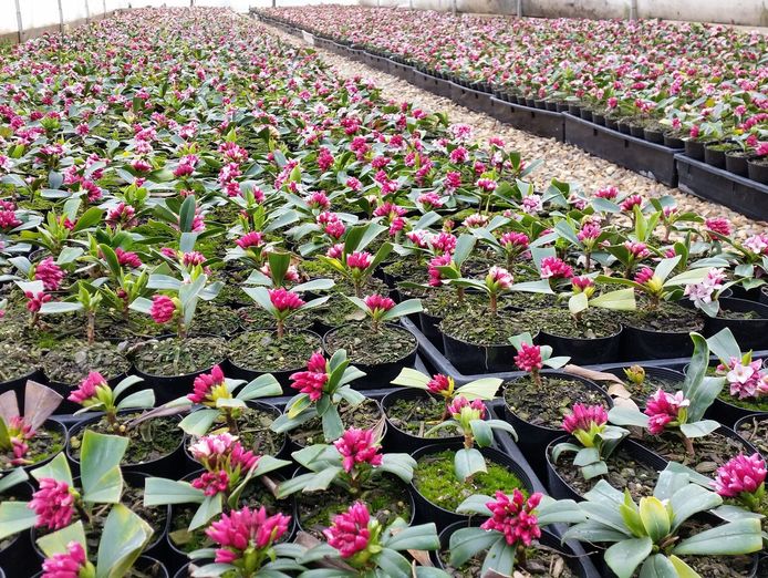 wholesale-production-nursery-great-lifestyle-beautiful-affordable-location-9