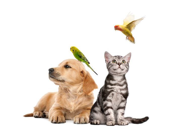 dog-grooming-amp-pet-supplies-0