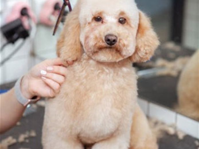 dog-grooming-amp-pet-supplies-0