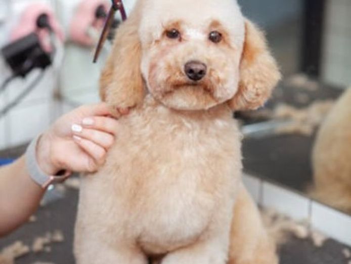 dog-grooming-amp-pet-supplies-0