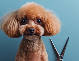 Successful Dog Grooming Business on the Central Coast, NSW