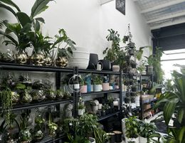 Boutique Indoor Plant Shop and Hire – Melbourne, VIC