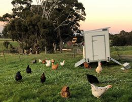 Mobile Chook Shed Manufacture and Sales – Mount Moriac, VIC