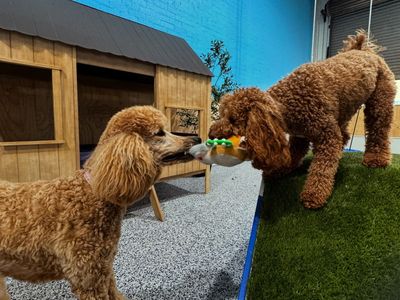 luxury-dog-grooming-salon-and-dog-daycare-centre-camden-nsw-2