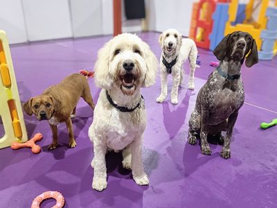 doggie-daycare-and-training-business-golden-grove-sa-4