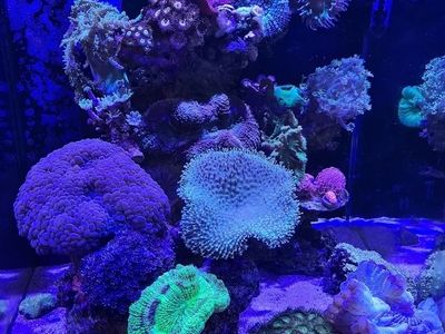 established-aquarium-maintenance-business-sydney-nsw-4
