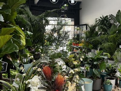 boutique-indoor-plant-shop-and-hire-melbourne-vic-4