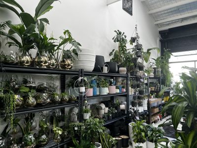 boutique-indoor-plant-shop-and-hire-melbourne-vic-0