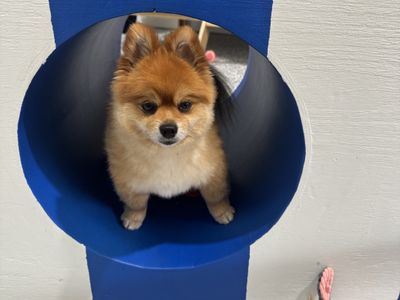 luxury-dog-grooming-salon-and-dog-daycare-centre-camden-nsw-6