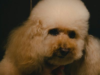 independent-mobile-dog-grooming-business-melbourne-vic-7