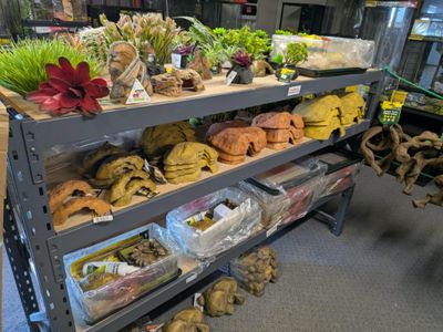 was-only-exclusive-reptile-and-hydroponic-shop-east-rockingham-wa-6