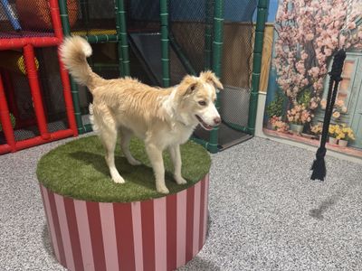 luxury-dog-grooming-salon-and-dog-daycare-centre-camden-nsw-1