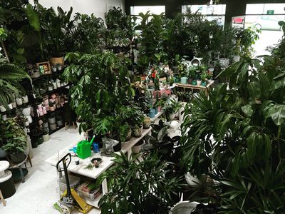 boutique-indoor-plant-shop-and-hire-melbourne-vic-3