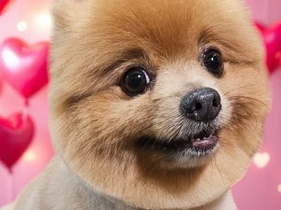 dog-cafe-and-spa-moonee-beach-nsw-2
