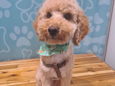 dog-cafe-and-spa-moonee-beach-nsw-6