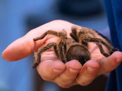 online-store-specialising-in-insects-bugs-for-pets-adelaide-sa-2
