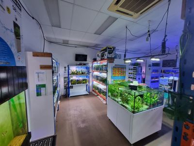 under-offer-boutique-aquarium-shop-plus-online-springfield-lakes-qld-7