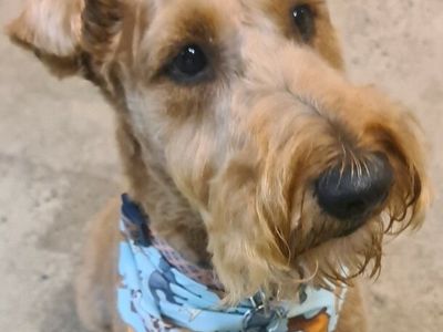 unique-dog-cafe-and-spa-opportunity-moonee-beach-nsw-7