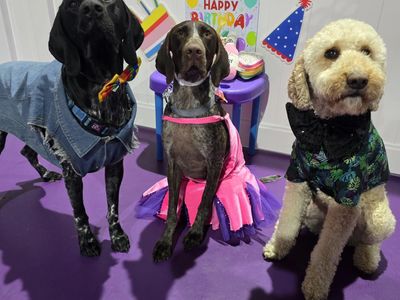 doggie-daycare-and-training-business-golden-grove-sa-0