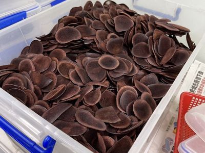 wholesale-dried-deer-velvet-tails-pizzles-sinews-crocodile-meats-manufacture-9