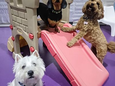 doggie-daycare-and-training-business-golden-grove-sa-3