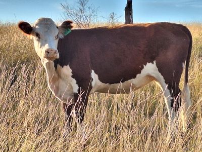 investment-opportunity-in-ethical-farmed-supply-chain-and-farming-property-4