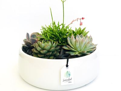 succulent-surprise-established-online-plant-store-and-gifting-brand-national-5