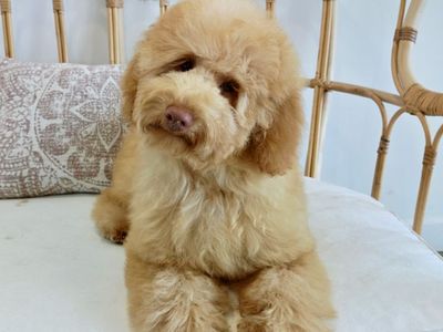 award-winning-dog-grooming-salon-and-boutique-north-brighton-sa-2