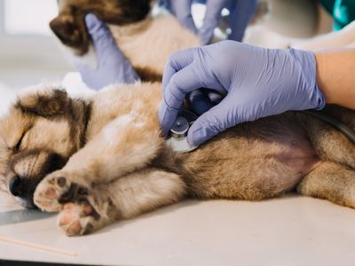 veterinary-practice-tamworth-nsw-0