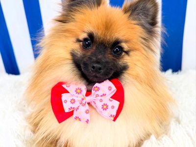 luxury-dog-grooming-salon-and-dog-daycare-centre-camden-nsw-0