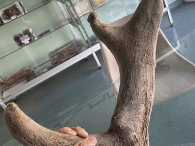 wholesale-dried-deer-velvet-tails-pizzles-sinews-crocodile-meats-manufacture-3
