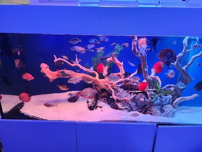 established-aquarium-maintenance-business-sydney-nsw-2