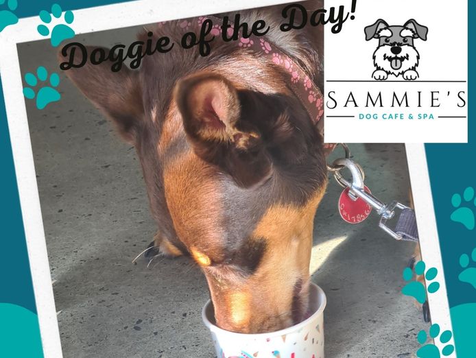dog-cafe-and-spa-moonee-beach-nsw-4