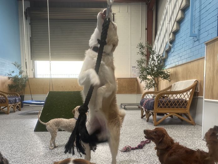 luxury-dog-grooming-salon-and-dog-daycare-centre-camden-nsw-9