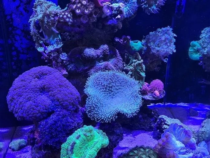 established-aquarium-maintenance-business-sydney-nsw-4