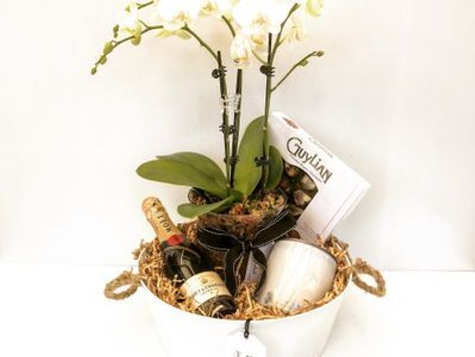 succulent-surprise-established-online-plant-store-and-gifting-brand-national-1