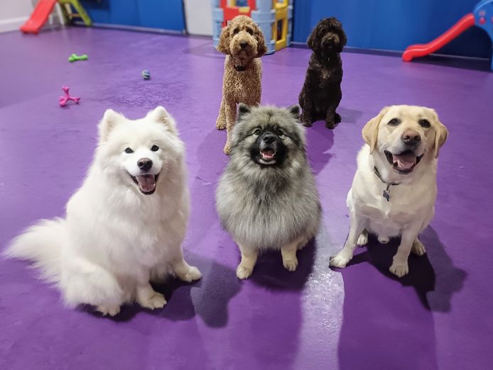 doggie-daycare-and-training-business-golden-grove-sa-5