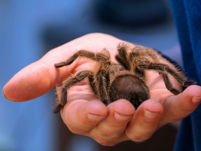 online-store-specialising-in-insects-bugs-for-pets-adelaide-sa-2