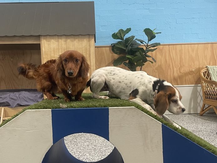 luxury-dog-grooming-salon-and-dog-daycare-centre-camden-nsw-5