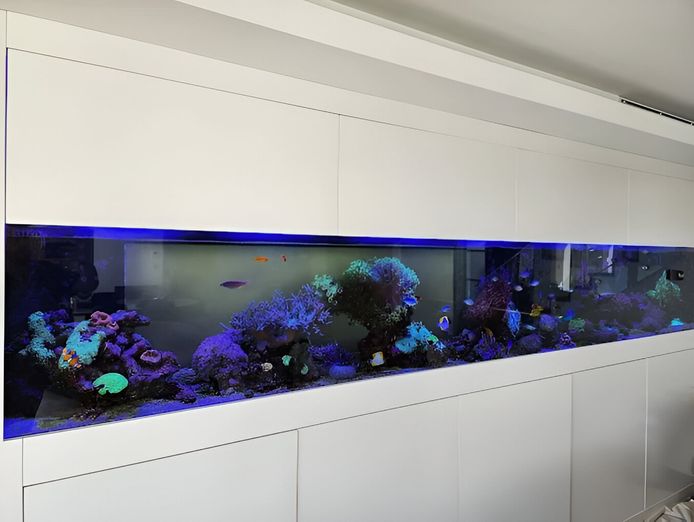 established-aquarium-maintenance-business-sydney-nsw-1